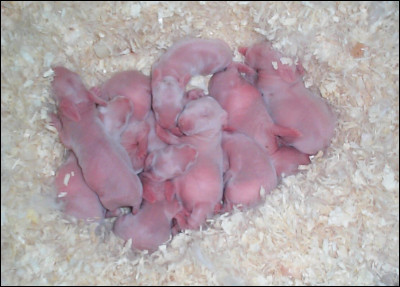 Combien de lapereaux comporte une portée, en moyenne ?