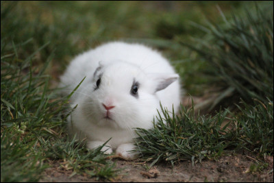 Que faut-il faire si un lapin panique ?