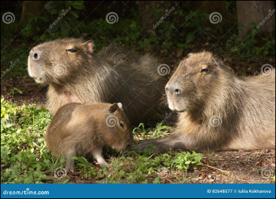 Lequel de ces animaux est de la famille du lapin ?