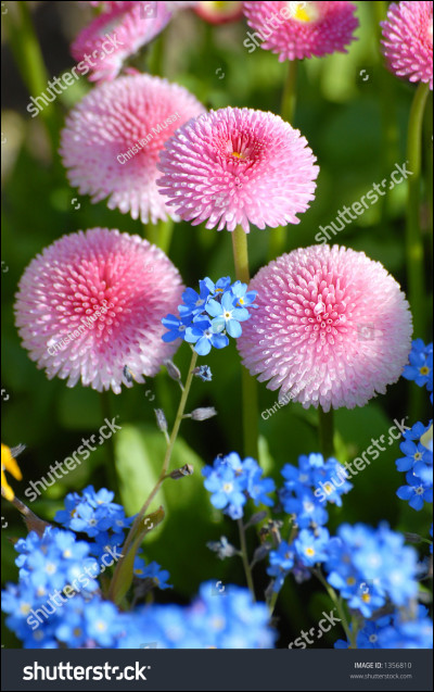 Comment s'écrit le nom de cette fleur ?