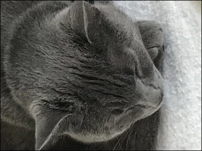 Comment est son pelage ?