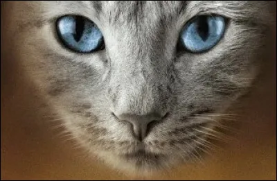 Comment sont ses yeux ?