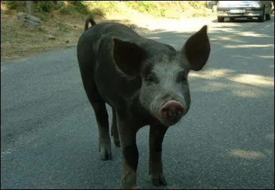 Voici un cochon sauvage :