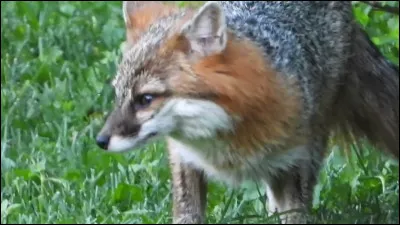 Voici un loup gris :