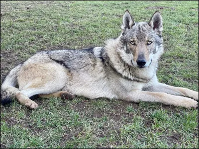 Voici un loup gris :