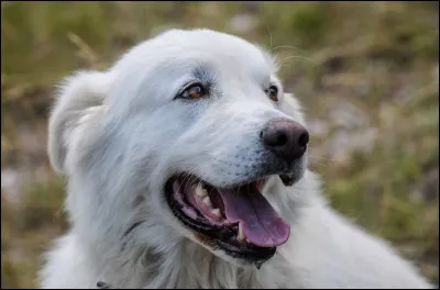 Voici un patou ou montagne des Pyrénées :