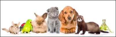 Quels sont tes animaux pr&eacute;f&eacute;r&eacute;s  ?