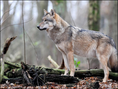 Il y a 48 espèces de loup :