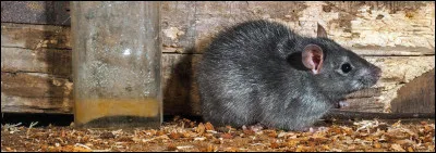 Le rat botanique est une espèce menacée :