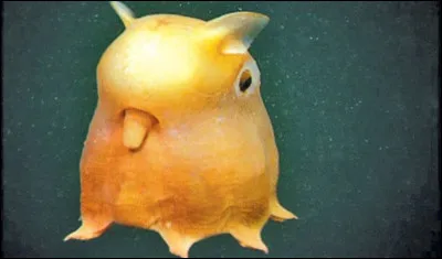 Voici un Grimpoteuthis ou « Dumbo Octopus » :