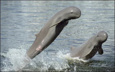 Voici un dauphin de lIrrawaddy :