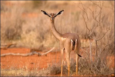 Voici une vraie photo :