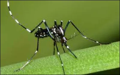 Quel est le nom de ce moustique originaire d'Asie du sud-est ?