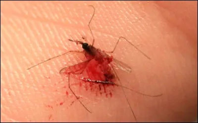 Le moustique suce le sang, il est donc...