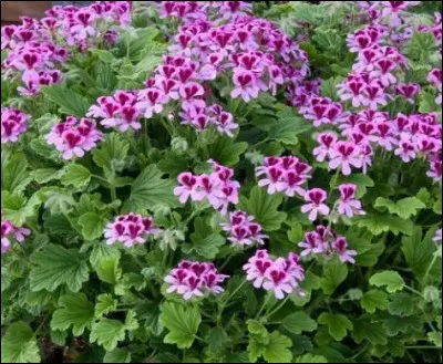 Quelle est cette plante reconnue pour éloigner les moustiques ?