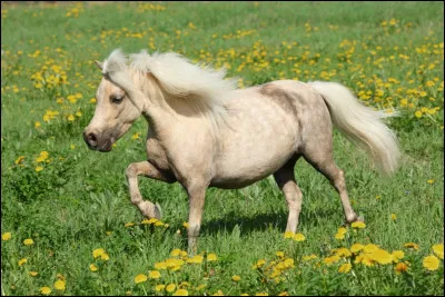 De quelle race est ce cheval ?