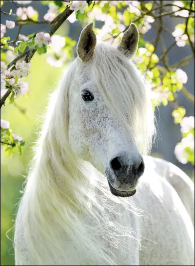 Ce cheval est-il blanc ou gris ?