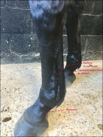 Qu'y a-t-il au-dessus du boulet ?