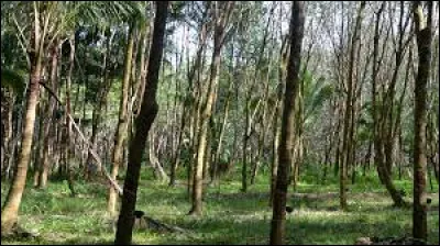 Le sequoia permet d'obtenir le caoutchouc :