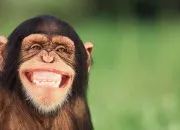 Quiz P'tites blagues sympas