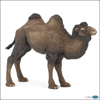 Quel animal à trois bosses ?