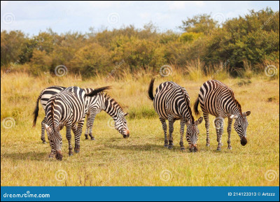 Qu'est-ce qui est blanc, noir, jaune, blanc et noir ?