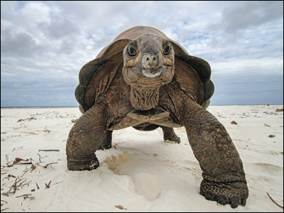 Une tortue dit à un renard : -"Je suis sûre que je peux te battre au 100 mètres même en démarrant 200 mètres après toi !" est-ce possible ?