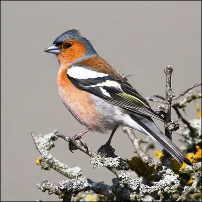 Quel oiseau, dont il existe deux espèces en Europe, est élevé pour des concours de chant ?