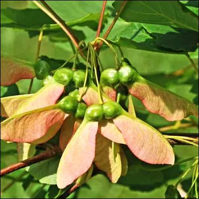 Quel arbre, qui produit des samares, domine les forêts appelées acéraies ?