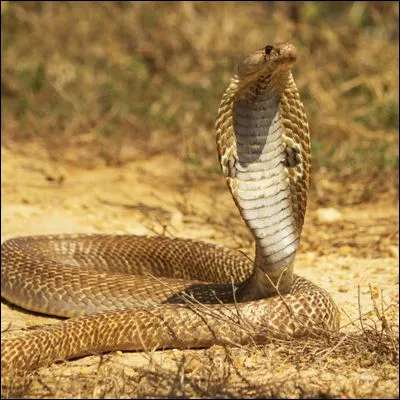 Quel footballeur champion du monde en 1998 est surnommé The Snake ?