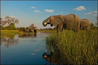 Lequel est l'intrus ?