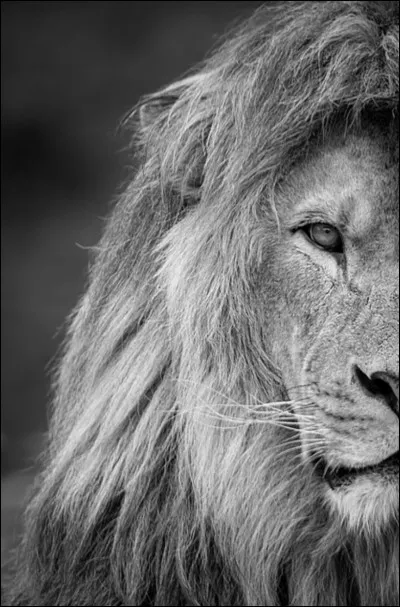 Que veux-tu comme couleur ?