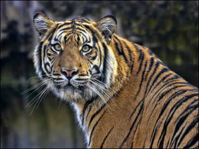 Quel animal représente ce pays ?