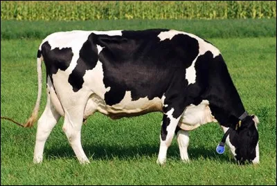 Quel est le nom de la race de cette vache à taches noires et blanches bien délimitées essentiellement destinée à la production de lait ?