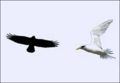 Quel chanteur qui s'est suicidé a interprétè le titre ''L'oiseau noir et l'oiseau blanc'' ?