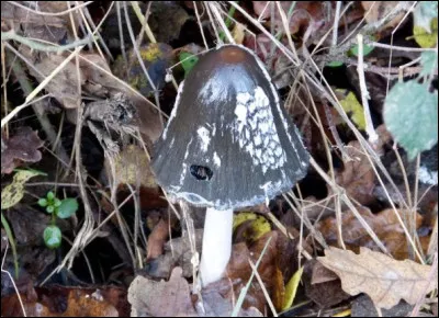 Quel est le nom de ce champignon noir et blanc ?