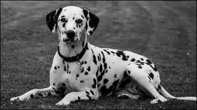 Les dalmatiens naissent-ils blancs avec des taches noires ?