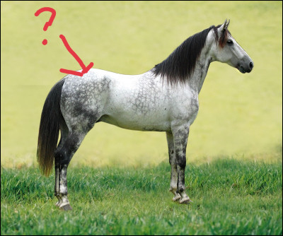 Quelle est cette partie du corps du cheval ?