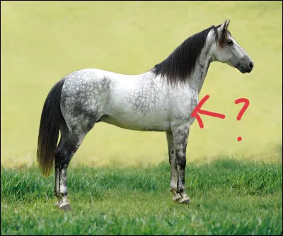 Quelle est cette partie du corps du cheval ?