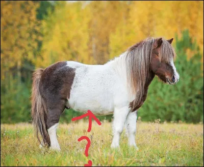 Quelle est cette partie du corps du poney ?