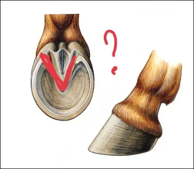 Quelle est la partie coloriée en rouge ?