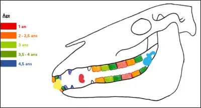Il y a 3 points de couleurs, lequel est celui où il y a le mors quand on met le filet ?