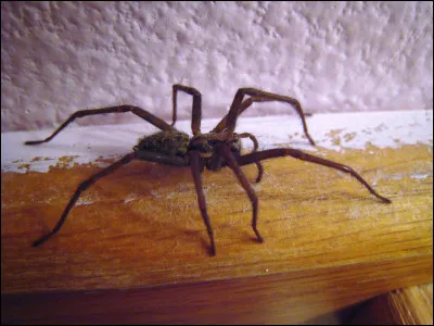 Quelle est la bonne orthographe du mot désignant la peur des araignées ?