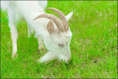 De quelle famille font-elles partie ?