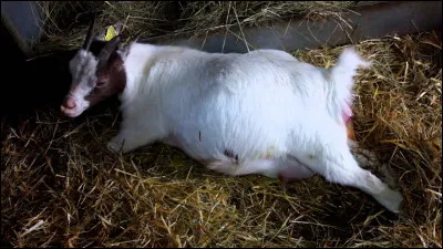 Quelle est leur durée de gestation ?