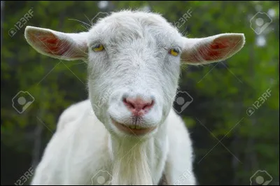 Combien de dents ont-elles ?