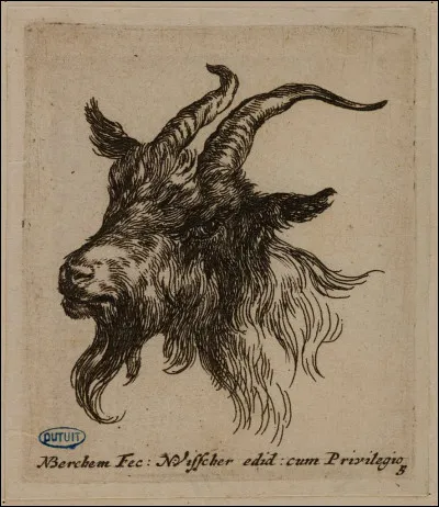 Comment appelle-t-on le mâle ?