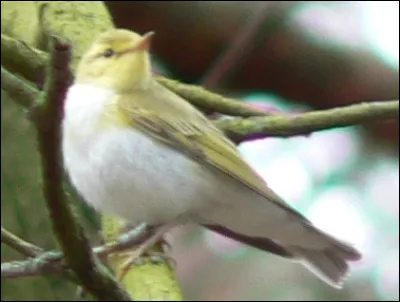 Qui a écrit "les pierres sauvages" ?
