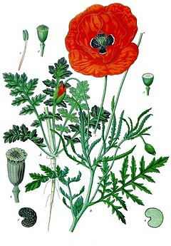 Quiz Littrature, posie