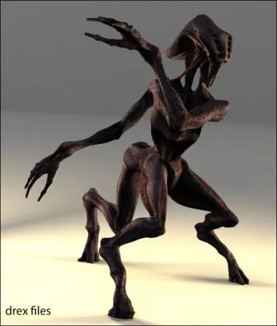 D'aprs les bork, quelle est cette espce ?